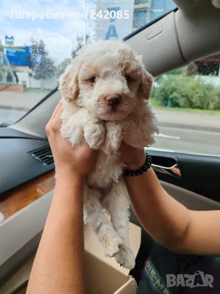 Мали кученца Лагото романьоло, снимка 1