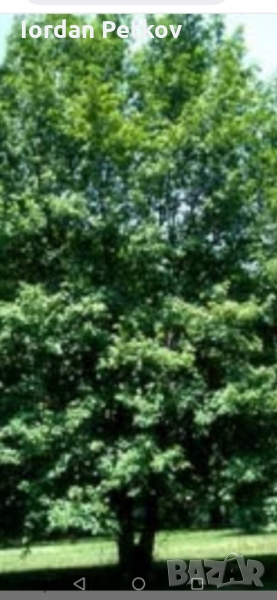 Полски клен , снимка 1