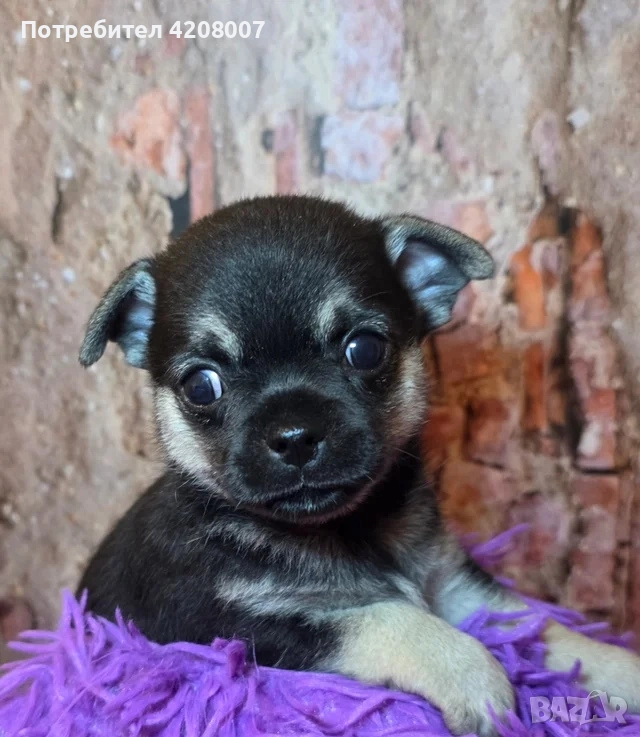 Бебе чихуахуа, снимка 1