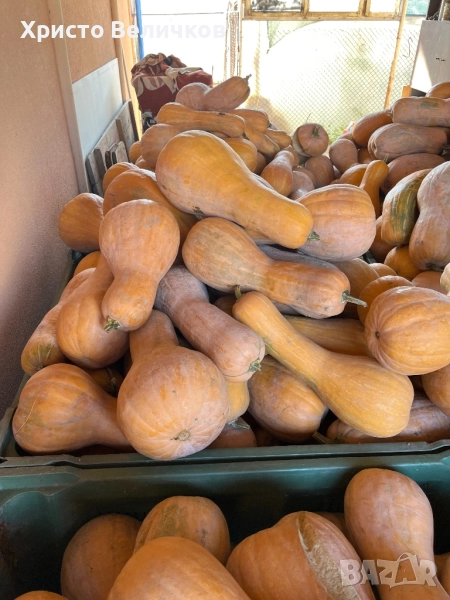 Тиква цигулка, снимка 1