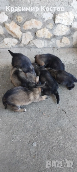  Подаряваме малки немски овчарки!!!, снимка 1