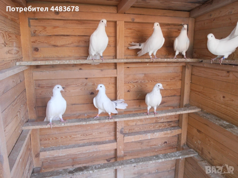 Гълъби бемкалии, снимка 1