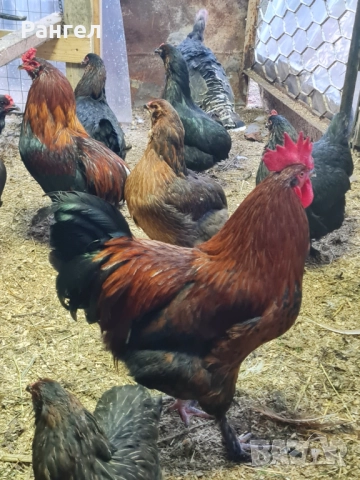 Свободни Петли 