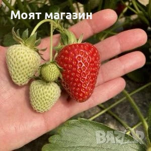 Ягода Скала, снимка 2 - Градински цветя и растения - 53645494