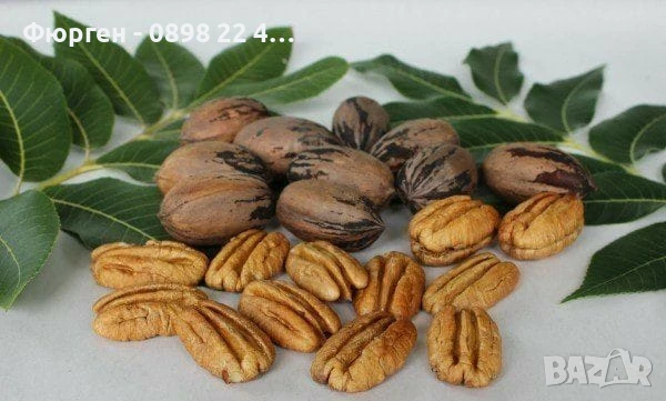  Орех Пекан - Фиданки , снимка 10 - Разсади - 47897202