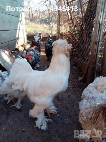 Кокошки ярки, уоман барун, бял легхорн и спербек пилета от селски кокошки, снимка 14 - Кокошки и пуйки - 52341582