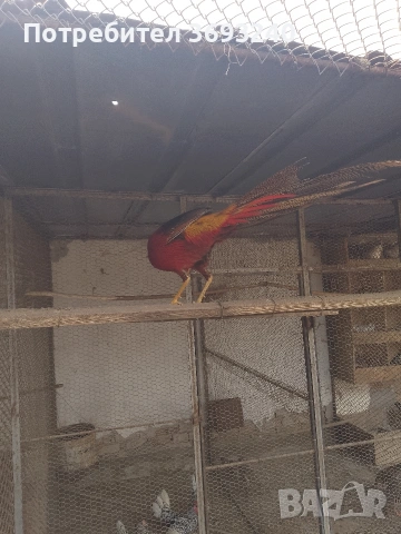 Продавам фазани ., снимка 5 - други­ - 53767080