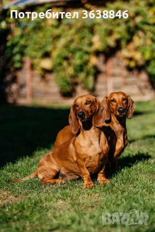 дакел, снимка 7 - Дакели - 52433665