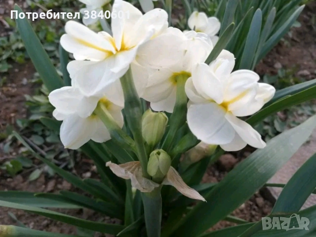 Нарциси (10 луковици) , снимка 3 - Градински цветя и растения - 53815354