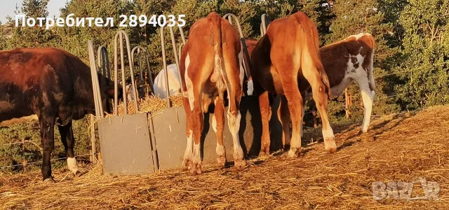 телета бозайници, отбити, за клане , снимка 9 - Крави - 56158184