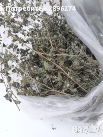 Сух джоджен 10гр. Див джоджен(дива мента) 10гр. Маточина. Мента. Листа орех. Чубрица. Листа копър. , снимка 2 - Други - 38287003