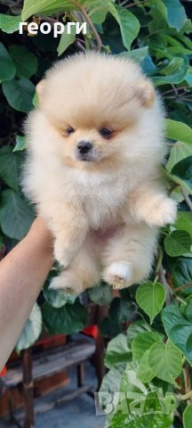 Померан померанче, снимка 3 - Померан - 41146182