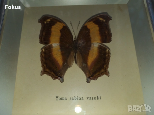 Пеперуда в рамка, снимка 3 - Антикварни и старинни предмети - 53363651