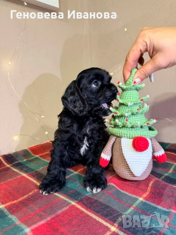 Американски кокер шпаньол, снимка 4 - Шпаньоли - 53004653