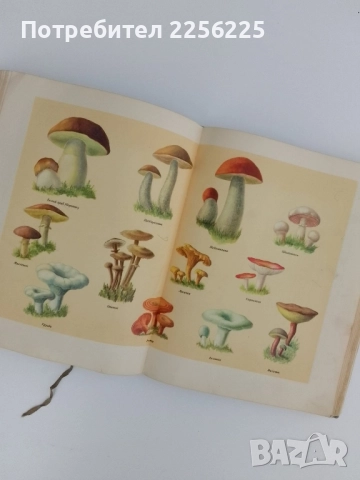 Руска готварска книга 1952г, снимка 3 - Специализирана литература - 51577919