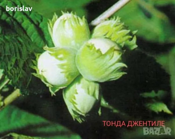 Лешници - Тонда джентиле, Ран трапезундски, Римски и Тонда ди джифони, снимка 8 - Разсади - 42336590