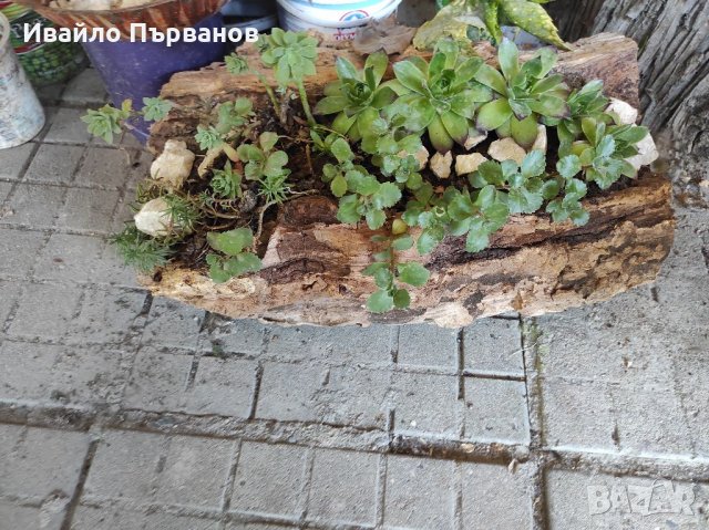 Сукуленти, снимка 9 - Градински цветя и растения - 33126146