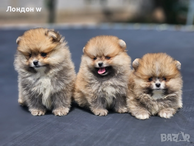 Померан мини , снимка 4 - Померан - 52747275