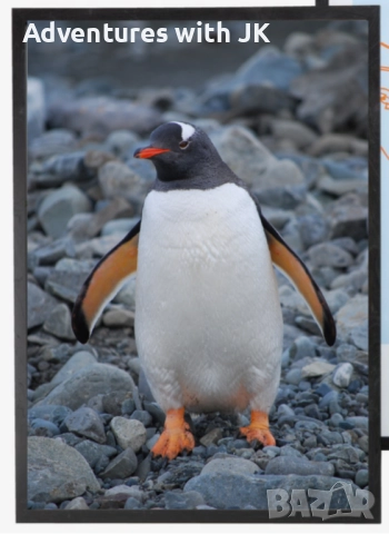 Авторски фотопринт "Пингвин Папуа" в черна рамка от MDF с размер 50х70 см
