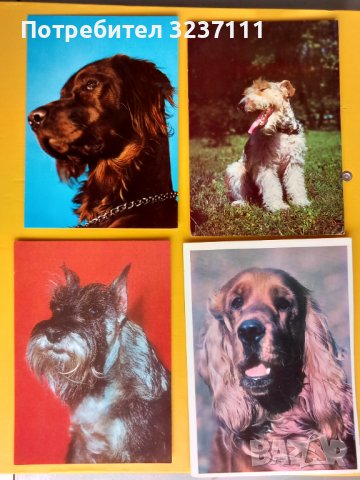 Кучета картички - лот 2, снимка 1 - Колекции - 39807360