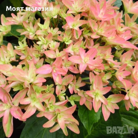 Хортензия - Принцеса Даяна, снимка 7 - Градински цветя и растения - 53646048