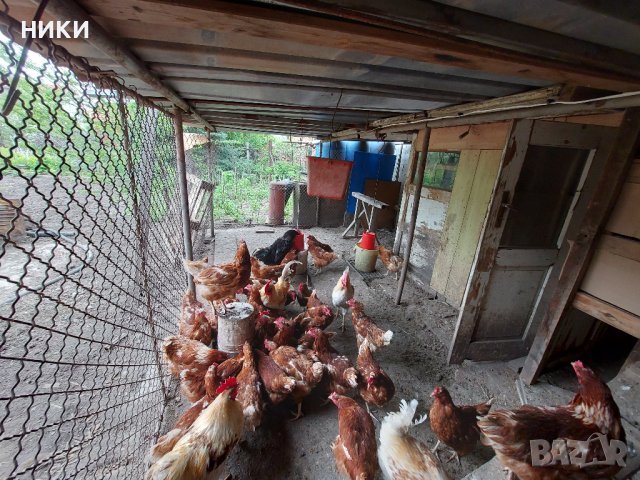 Продавам оплодени яйца от кокошки брама, снимка 3 - Кокошки и пуйки - 40527665