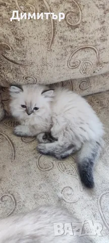 Дългокосместо шотландско мъжко