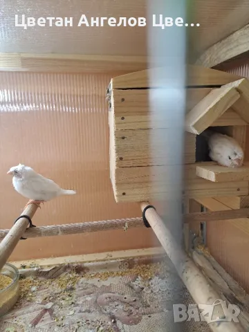 продавам японски амадини , снимка 17 - Амадини - 48494987