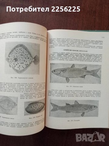 Полска практика по зоология, снимка 4 - Специализирана литература - 50453504
