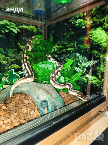 мъжки кралски питон Mojave orange dream pastel, снимка 5 - Змии - 52985615