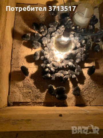  Домашни петли 12.50, снимка 10 - Кокошки и пуйки - 53255990