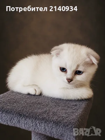 Синеоко шотландско клепоухо момче – Scottish Fold. Сръбрена чинчила, снимка 5 - Британска късокосместа - 56170491