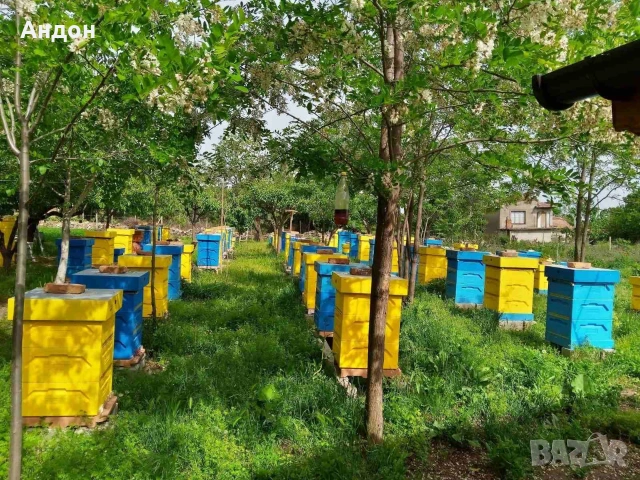 презимували пчелни отводки