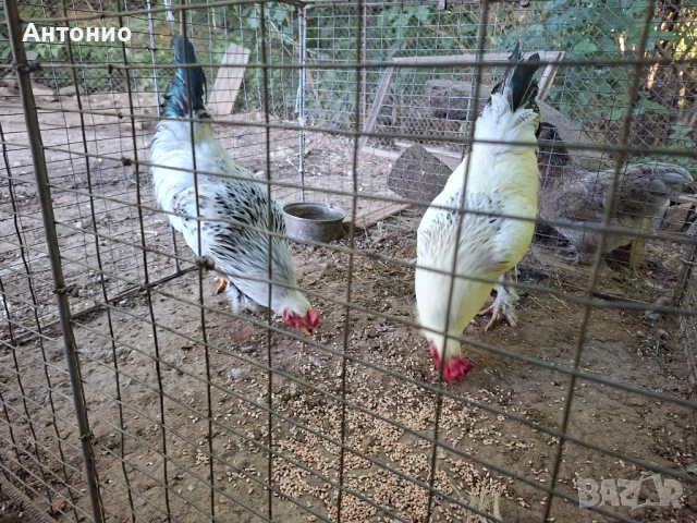 продавам петли , снимка 4 - Кокошки и пуйки - 52472095