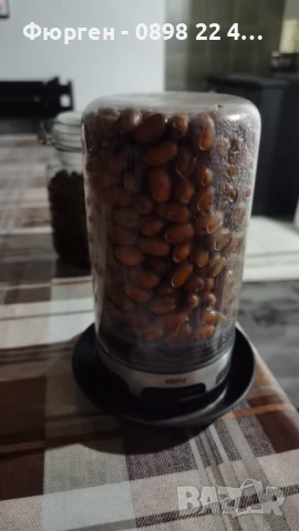 Палма - финикова Студоустойчивост до -10, снимка 6 - Разсади - 50678092