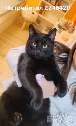 😺 1-годишно момченце от Враца търси ДОМ , снимка 4 - Други - 52893934