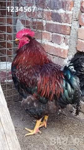 Млад катунски петел Червена линия, снимка 2 - други­ - 53666227