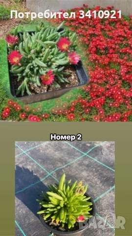 Делосперма 7 цвята, снимка 2 - Градински цветя и растения - 48993391