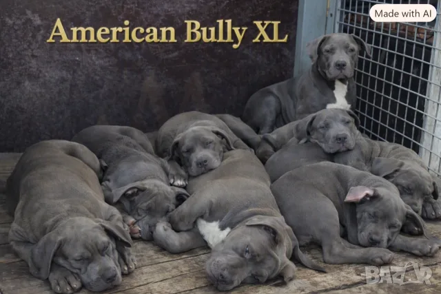 ТОП ЦЕНА!!!Американско були Хл American Bully Xl 