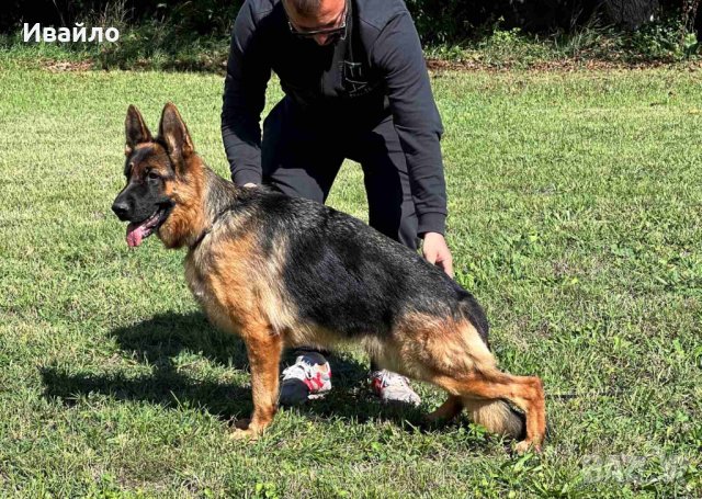РАЗВЪДНИК за Немски Овчарки , снимка 5 - Немска овчарка - 41355526