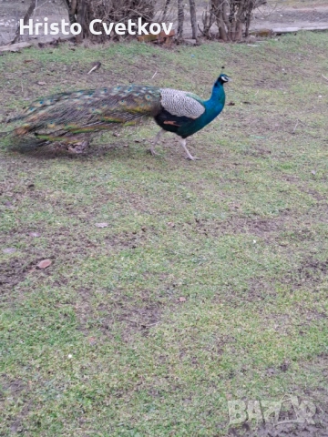 Паун индийски и чернокрил, снимка 8 - други­ - 53457224