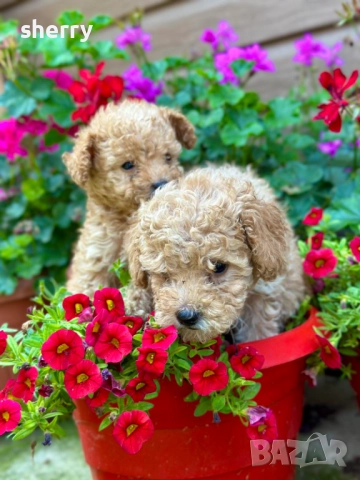 Пудел той , снимка 3 - Пудели - 52469774