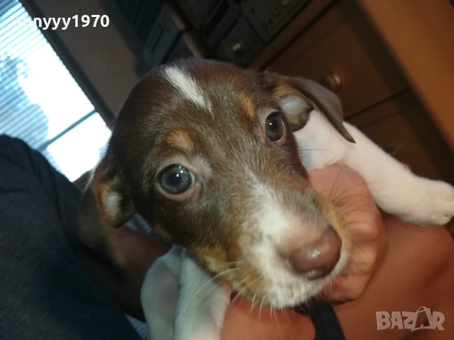 МОМИЧЕНЦЕ-ДЖАК РЪСЕЛ НА 40 ДЕНА 2809252012, снимка 10 - Джак ръсел териер - 51870591