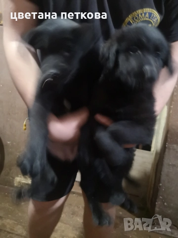 Голдън ретривър и немска овчарка , снимка 5 - Голдън ретривър - 50756973