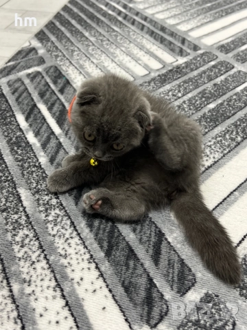 Шотландско клепоухо, снимка 4 - Британска късокосместа - 52516945