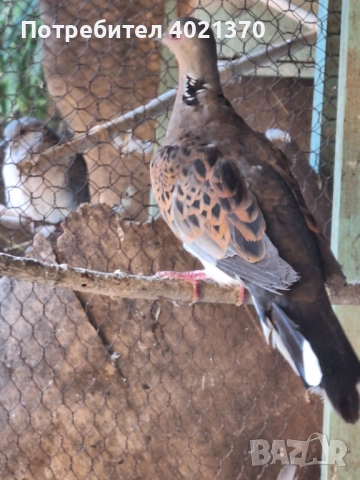 Костенуркови гургулици , снимка 2 - други­ - 52334425