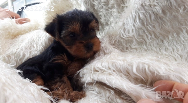 Мини йоркширски териерчета , снимка 3 - Йоркширски териер - 53710597