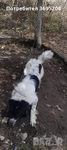 Продавам Каракачанско куче (женско) , снимка 4 - Каракачанска овчарка - 52654178