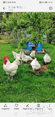 Пилета Австралорп , снимка 6 - Кокошки и пуйки - 47265645
