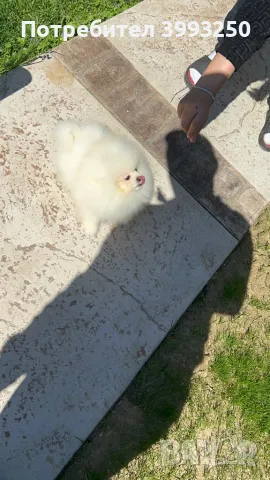 Мини померан момче, снимка 4 - Померан - 46608785